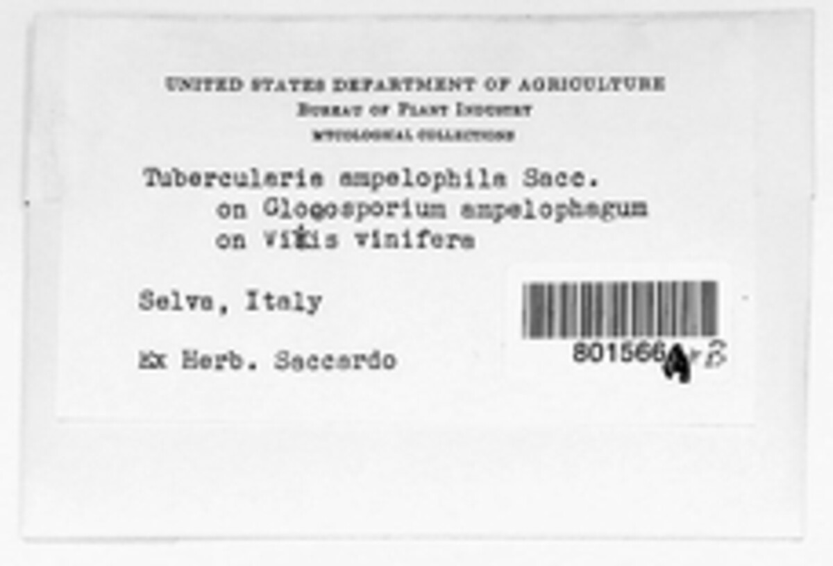 Tubercularia ampelophila image